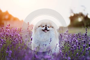 Little fluffy pomeranian dog in a hot summer with lavender field