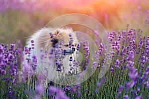 Little fluffy pomeranian dog in a hot summer with lavender field