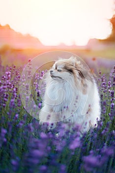 Little fluffy pomeranian dog in a hot summer with lavender field