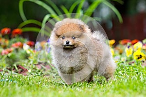 Little fluffy Pomeranian puppy photo