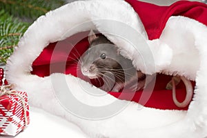 A little fluffy rat sits in a festive gift box. Christmas hat Santa Claus in an animal.A little gray rat is sitting in a