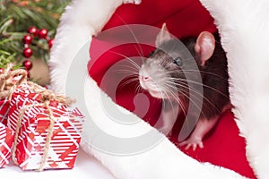 A little fluffy rat sits in a festive gift box. Christmas hat Santa Claus in an animal.A little gray rat is sitting in a Santa hat