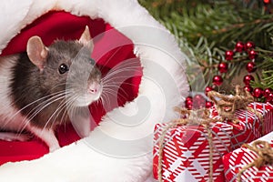 A little fluffy rat sits in a festive gift box. Christmas hat Santa Claus in an animal.A little gray rat is sitting in a Santa hat