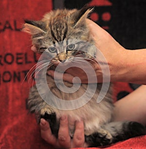 Fluffy striped alert kitten in hands
