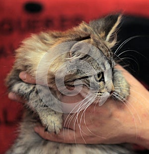 Fluffy striped alert kitten in hands