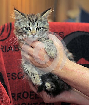 Fluffy striped alert kitten in hands