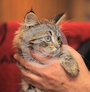 Fluffy striped alert kitten in hands