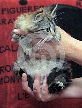 Fluffy striped alert kitten in hands