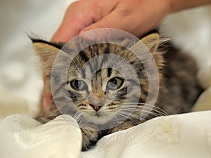 Fluffy striped alert kitten in hands