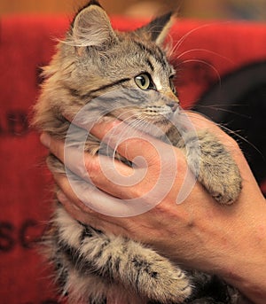 Fluffy striped alert kitten in hands