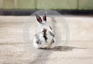 Little fluffy white bunny