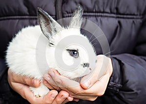 Little fluffy white bunny