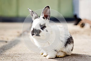 Little fluffy white bunny