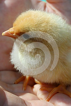 A little fluffy yellow chick in the human`s palms