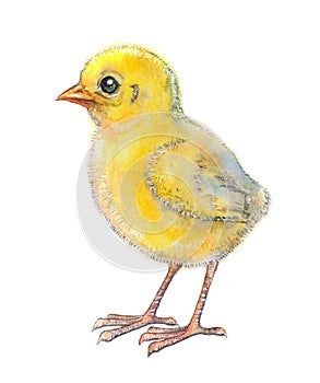 Little fluffy yellow chicken, isolated on white background. Watercolor drawing