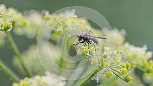 Little fly with big dew drop on back