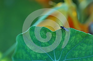 Little fly insect beetle on a green leaf in a natural habitat. Macro photography. Desktop wallpapers, ecology, agriculture. Fly