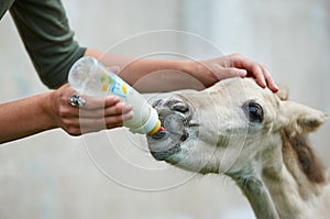 Little foal drinking milk from the bottle