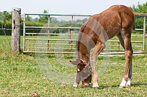 Little foal eating grass