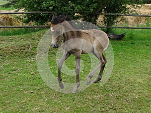 little foal is figuring out what to do with his legs photo