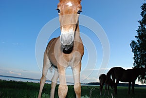Little foal in the forest.