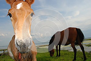 Little foal in the forest.
