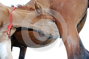 Little foal in the forest.