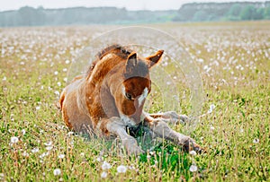 Little foal having a rest in the green grass