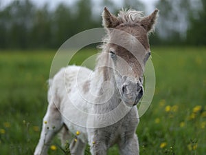 Little foal looking at the camera