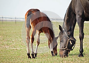 Little foal and mare on green spring meadow