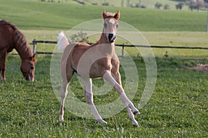 Little foal running on pasture