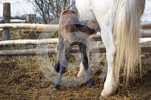 The little foal sucks milk from the mare in the stable