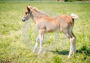 Little foal walking in the field