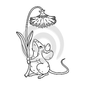 Little forest mouse holding dandelion. Meadow vole with flower. Rat keep blossom.