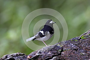 Little Forktail, Enicurus scouleri