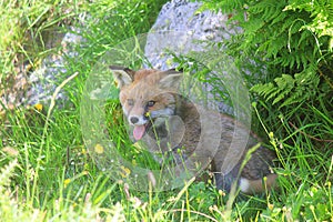 Little fox in the meadows