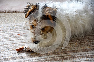 Young fox terrier with chew bone photo