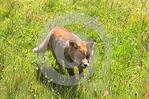 Little fox walking in mountain