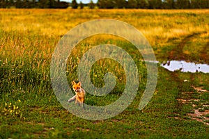 Little fox. Young Fox in the grass at the country road. Sunset