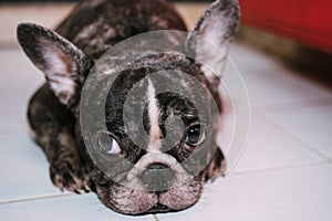 Little French bulldog sitting on White floor looking at camera