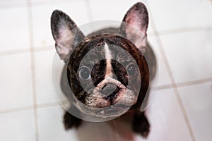 Little French bulldog sitting on White floor looking at camera