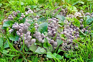 Little fresh mushrooms