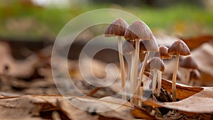 Little fresh mushrooms, growing in Autumn Forest photo