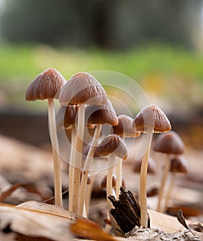 Little fresh mushrooms, growing in Autumn Forest photo