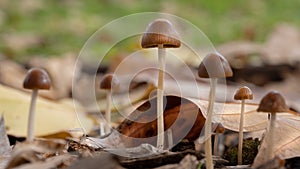 Little fresh mushrooms, growing in Autumn Forest photo