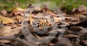 Little fresh mushrooms, growing in Autumn Forest photo
