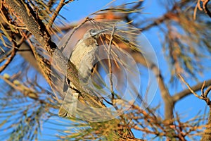 Little Friarbird