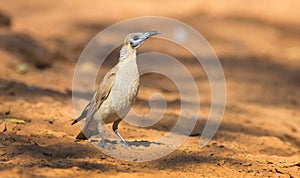 Little Friarbird on red soil background with copy space
