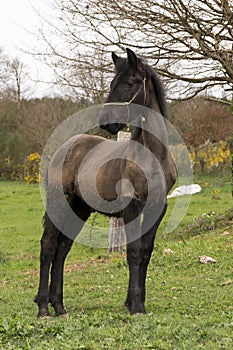 Little Friesian foal in a meadow