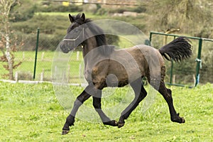 Little Friesian foal running happily in a field